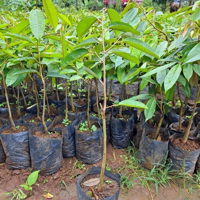 

Terlaris Bibit Durian Super Tembaga
