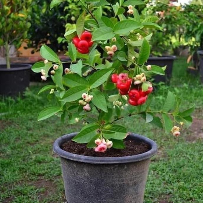

Terlaris Bibit Jambu Kancing Bibit Tanaman Buah Jambu Air Kancing Merah