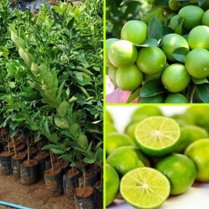 

Terlaris Terlaris Bibit Jeruk Nipis Tanaman Buah Jeruk Nipis Hasil Okulasi