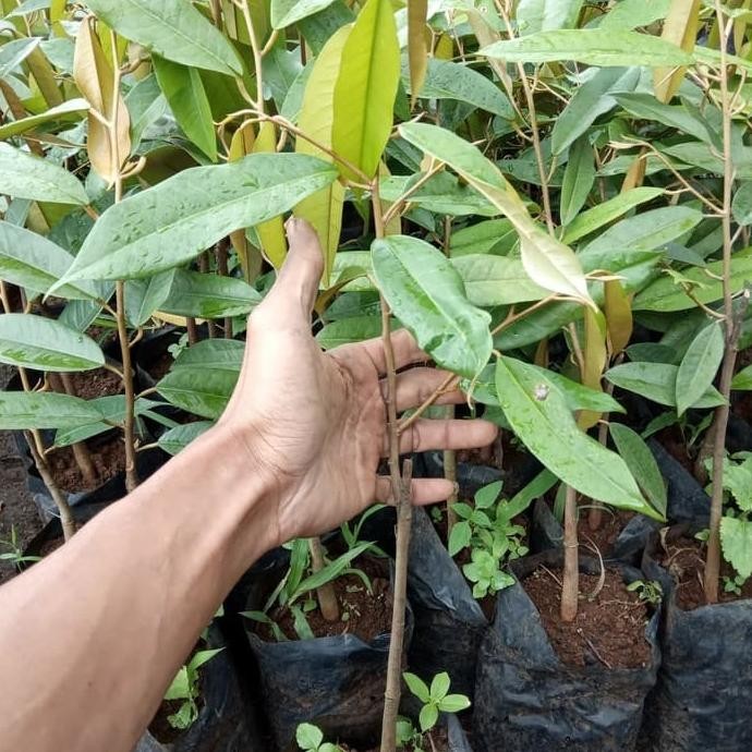 

Terlaris Bibit Durian Montong Super