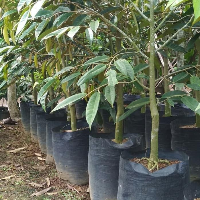 

Terlaris Bibit Buah Durian Montong Bercabang Banyak Tinggi 1.5-2 Meter