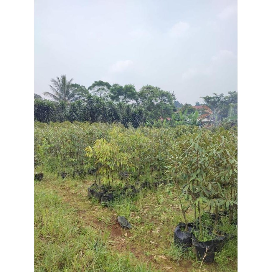 

Terlaris Bibit Tanaman Pohon Durian Matahari Uk 80-100Cm