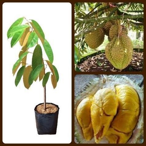 

Terlaris Bibit Tanaman Durian Bawor