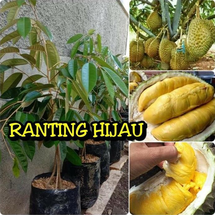 

Terlaris Bibit Buah Durian Montong Kaki 3 Super Unggul