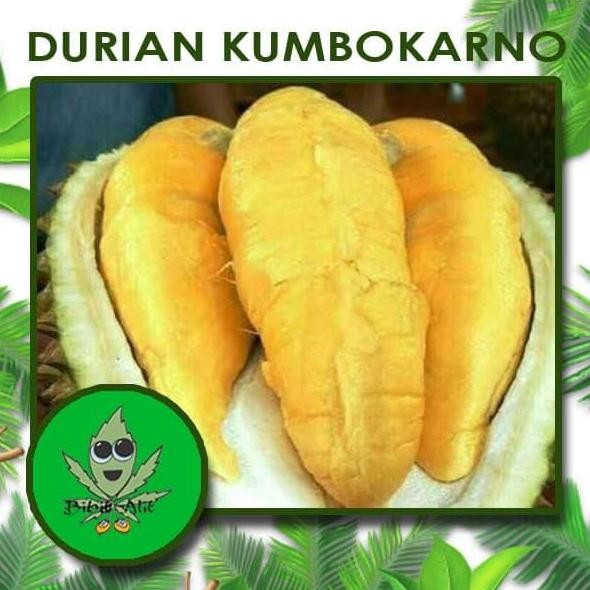 

Terlaris Bibit Durian Kumbokarno Super