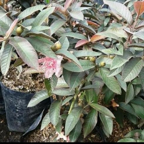 

Terlaris Bibit Jambu Kerikil Merah Sudah Berbunga/ Berbuah