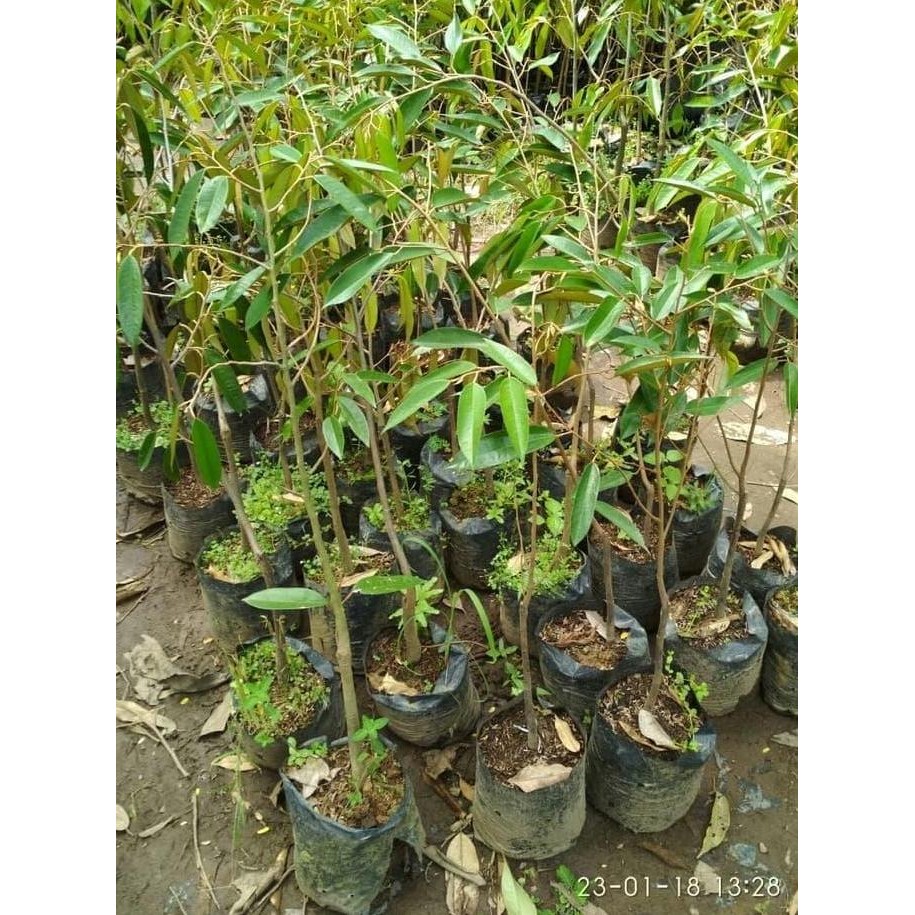 

Terlaris Bibit Tanaman Buah Durian Musang King/Musangking