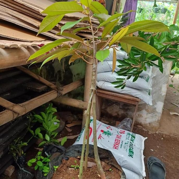 

Terlaris Bibit Durian Musangking Kaki 3 Okulasi Full Media
