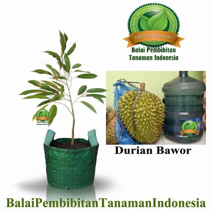 

Terlaris Bibit Durian Bawor / Bibit Buah / Tanaman