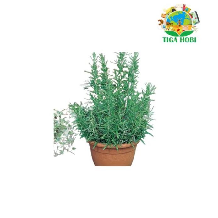 

Terlaris Benih Rosemary F1 Bibit Tanaman Obat / Herbal Import -75 Biji