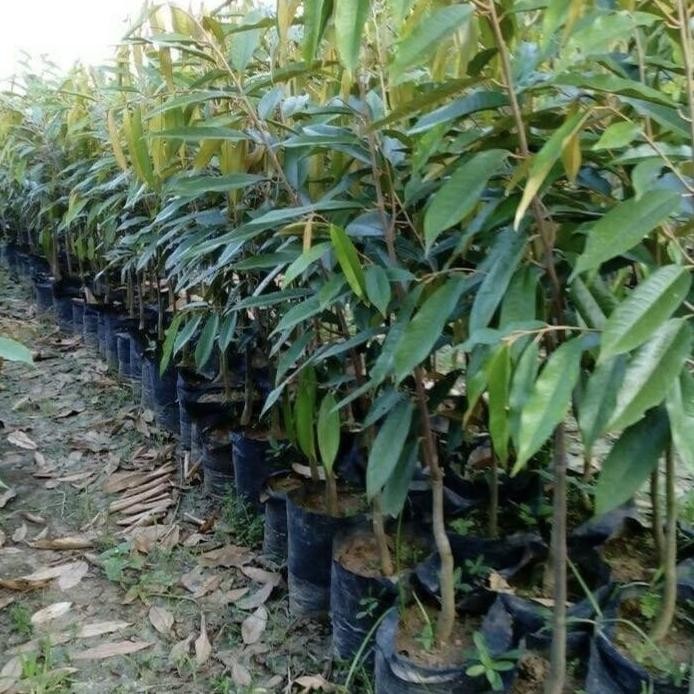 

Terlaris Bibit Tanaman Pohon Durian Bawor / Pohon Buah Durian Bawor Okulasi