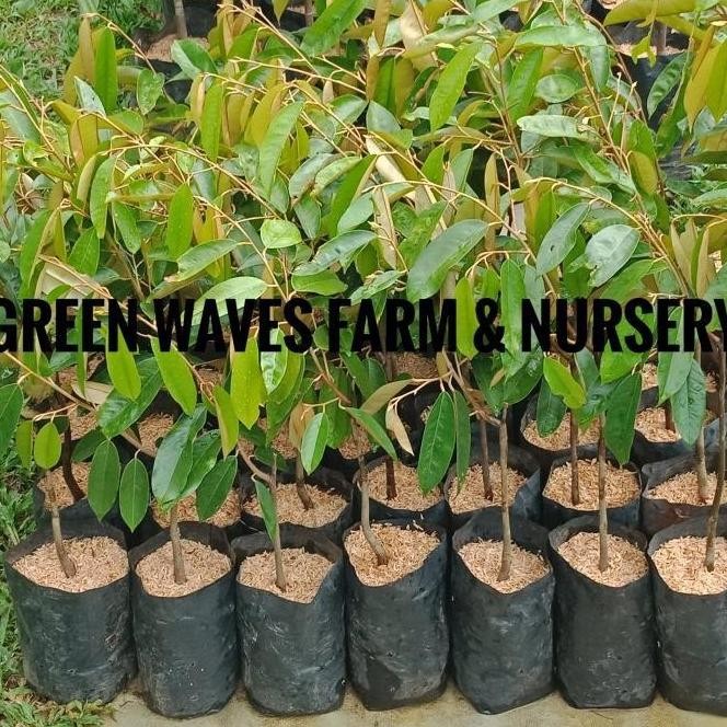 

Terlaris Bibit Durian Ang He/Udang Merah/Red Prawn (D175) 60 Cm - 80 Cm