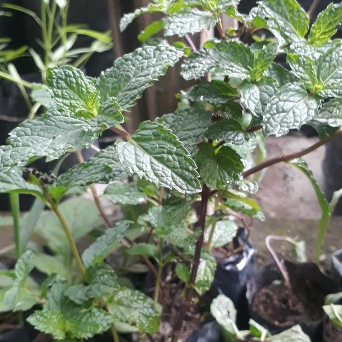 

Terlaris Bibit Daun Mint(Mentol Mint)