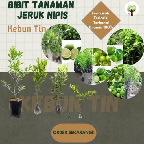 

Terlaris New Bibit Tanaman Pohon Jeruk Nipis Hasil Okulasi Jaminan Asli