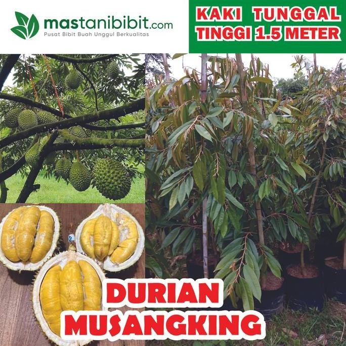 

Terlaris Bibit Durian Tinggi 1,5 Meter Jenis Musangking, Bawor, Duri Hitam, Super Tembaga, Namlung