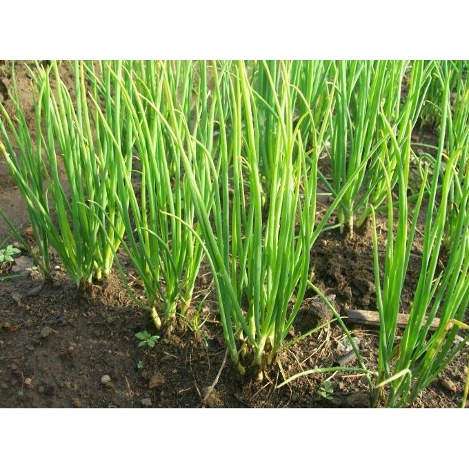 

Terlaris Ready Fresh 300 Benih Bibit Bawang Merah ( Sayur / Sayuran )