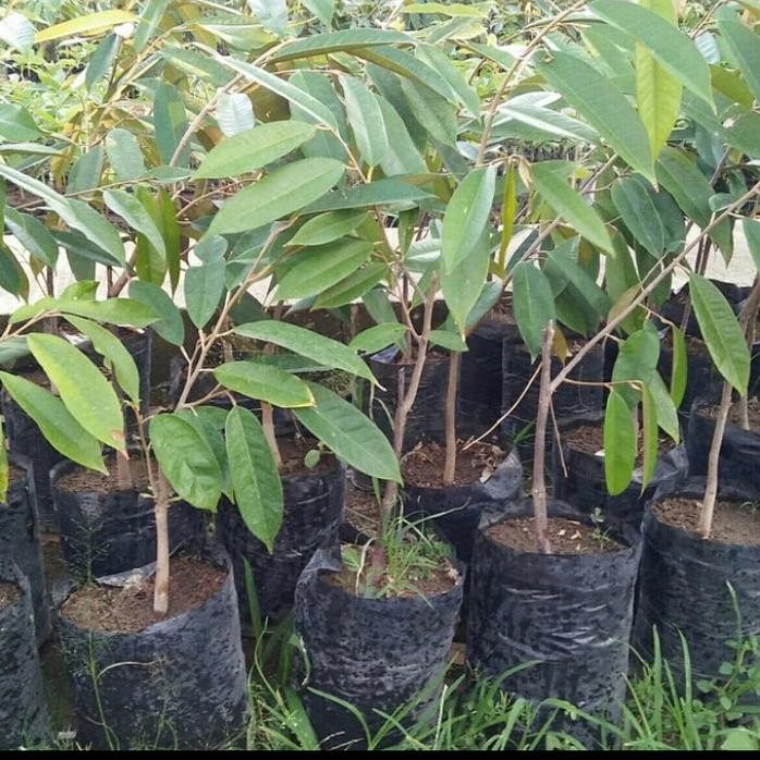 

Terlaris Grosir Bibit Tanaman Buah Durian Montong Super Unggul Pohon