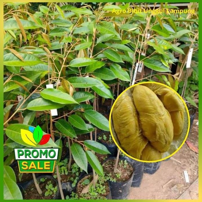 

Terlaris Bibit Durian D28 Kualitas Asli Tanaman Sudah Okulasi Buah Lebat Pohon Bibit Durian
