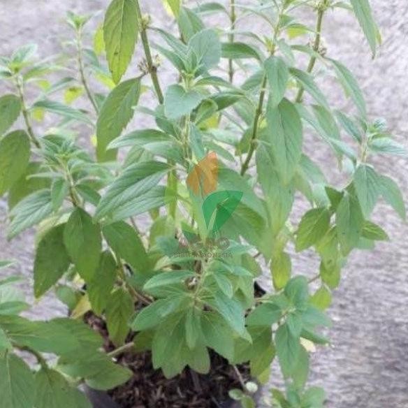 

Terlaris Promo!! Paket 10 Varian 2 Bibit Tanaman Daun Papermint & Daun Mint