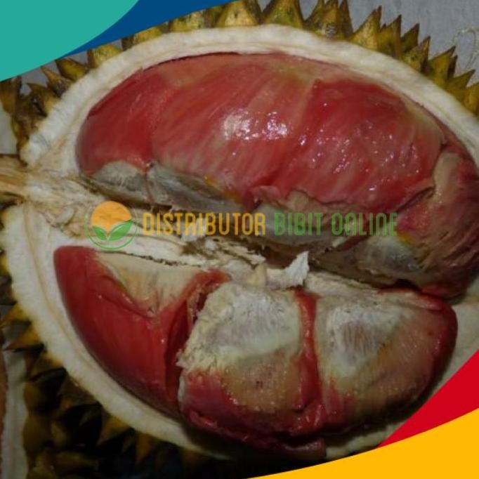

Terlaris Bibit Durian Merah Banyuwangi