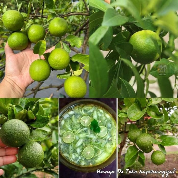 

Terlaris Promo Bibit Jeruk Nipis Jumbo Ori