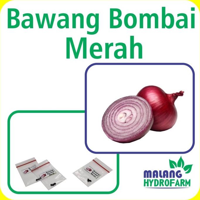 

Terlaris New Produk!!!! Benih Bawang Bombai Merah Unggul Berkualitas Biji Bibit Bombay Hydroponik Hidroponik Sayur Sayuran Tanaman Pot