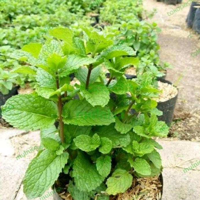 

Terlaris Bibit Tanaman Herbal Daun Mint
