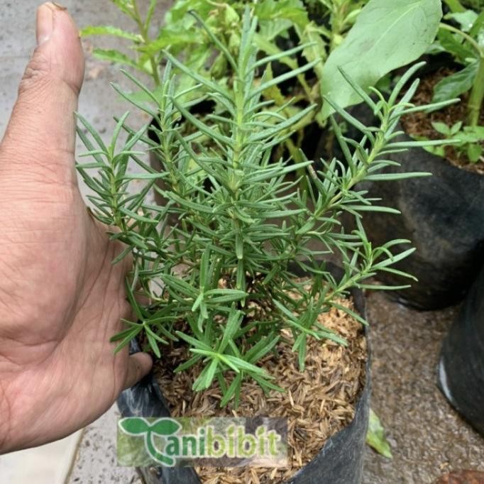 

Terlaris Bibit Tanaman Rosemary (Obat Herbal) Eeee