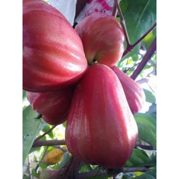 

Terlaris Bibit Jambu Air Thongsamsi Varietas Terbaik