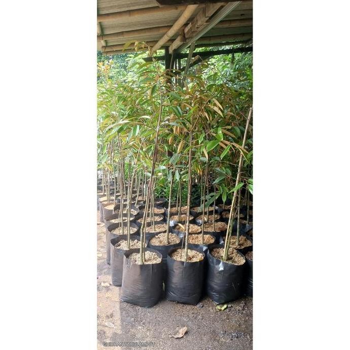 

Terlaris Bibit Pohon Durian Duri Hitam Ochee
