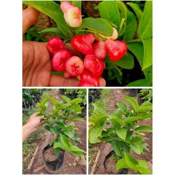 

Terlaris Bibit Pohon Buah Jambu Air Kancing Merah Tambulampot / Jambu Kancing Merah