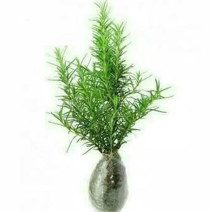 

Terlaris Bibit Tanaman Rosemary Eeee