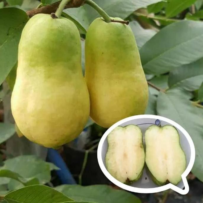 

Terlaris Bibit Tanaman Jambu Biji Farang Thailand Non Biji