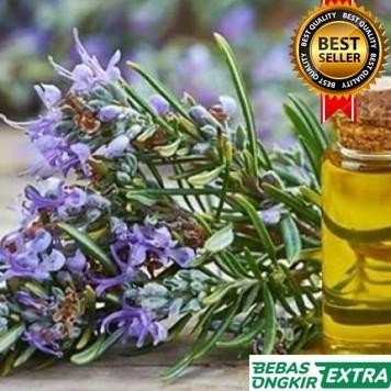 

Terlaris Bibit Tanaman Rosemary Herbal Bibit Unggul Terlaris