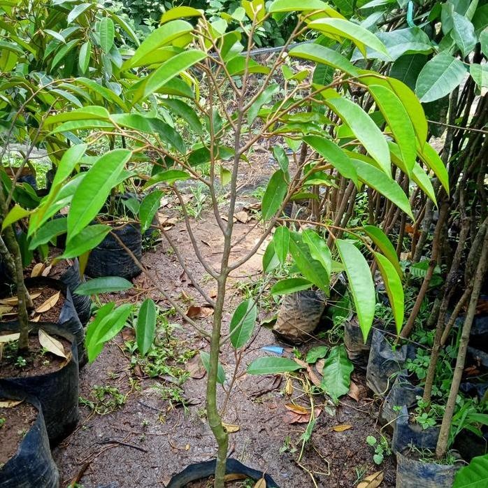 

Terlaris Bibit Tanaman Durian Super Tembaga Okulasi Cepat Berbuah