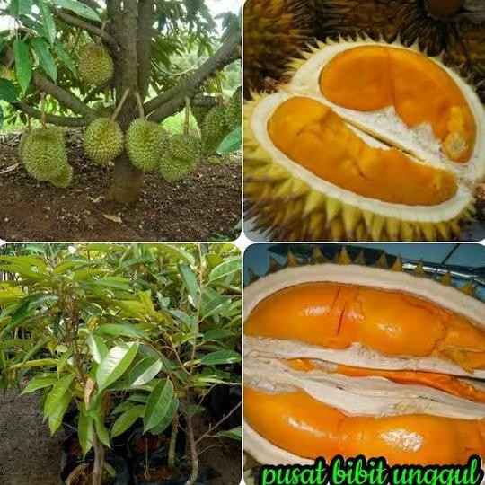 

Terlaris Bibit Buah Durian Super Tembaga Okulasi