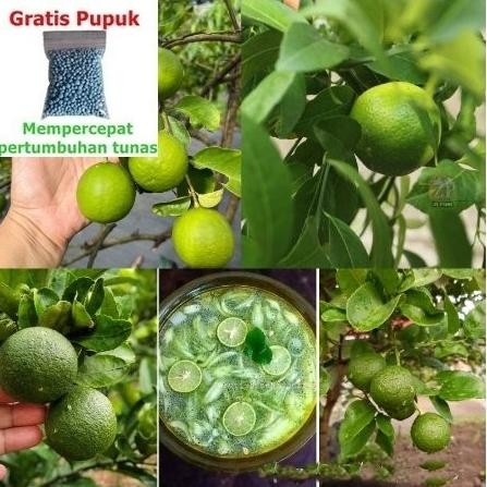 

Terlaris Bibit Buah Jeruk Nipis +25G Npk 40Cm Pohon Tanaman Buah Super Unggul
