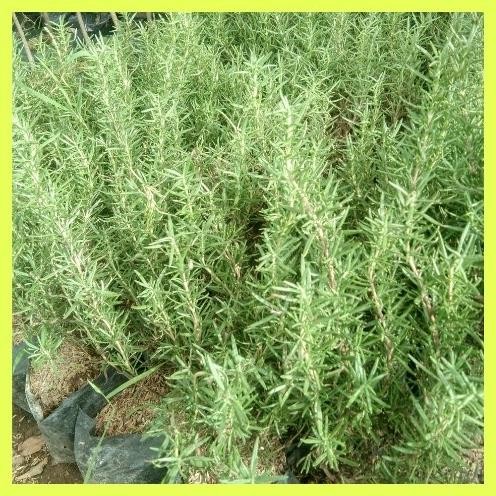 

Terlaris Bibit Bunga Rosemary Bagus Buttde 4704Rb