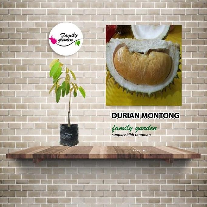 

Terlaris Bibit Tanaman Buah Durian Montong