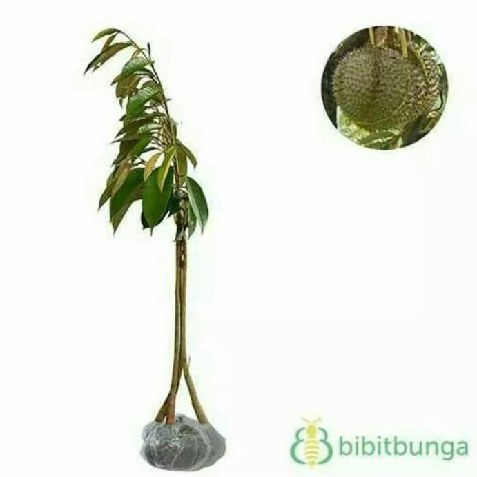 

Terlaris Bibit Durian Hitam Kaki Tiga Asli