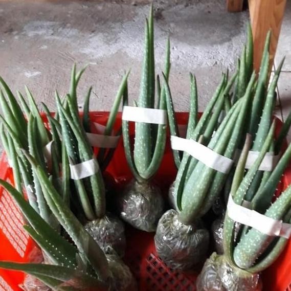 

Terlaris Bibit Lidah Buaya Jumbo Barbadensis Miller 100% Size S