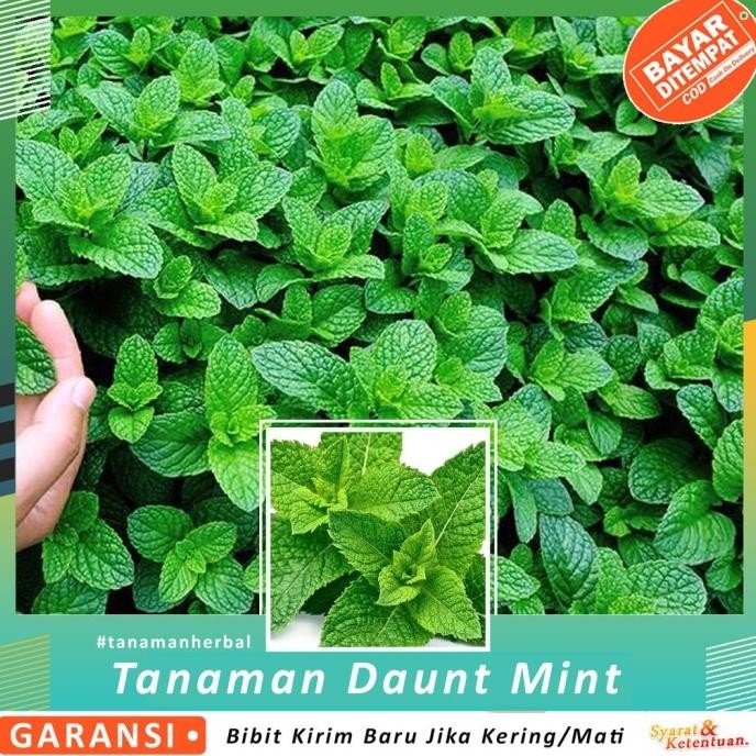 

Terlaris Bibit Tanaman Daun Mint Tanaman Min Super [ Siap Kirim ]
