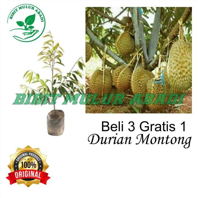 

Terlaris Bibit Tanaman Buah Durian Musang King 3 Kaki