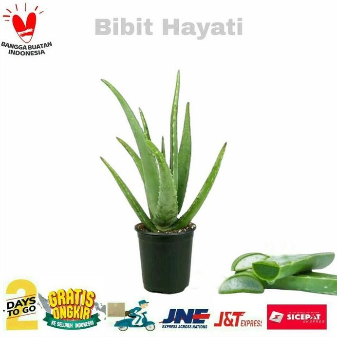 

Terlaris Bibit Tanaman Lidah Buaya