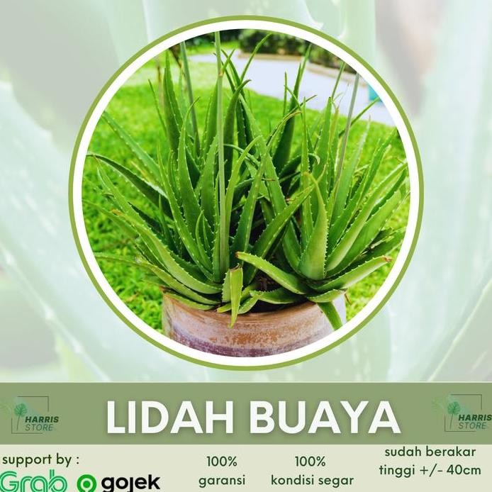 

Terlaris Bibit Tanaman Lidah Buaya Jumbo Pontianak