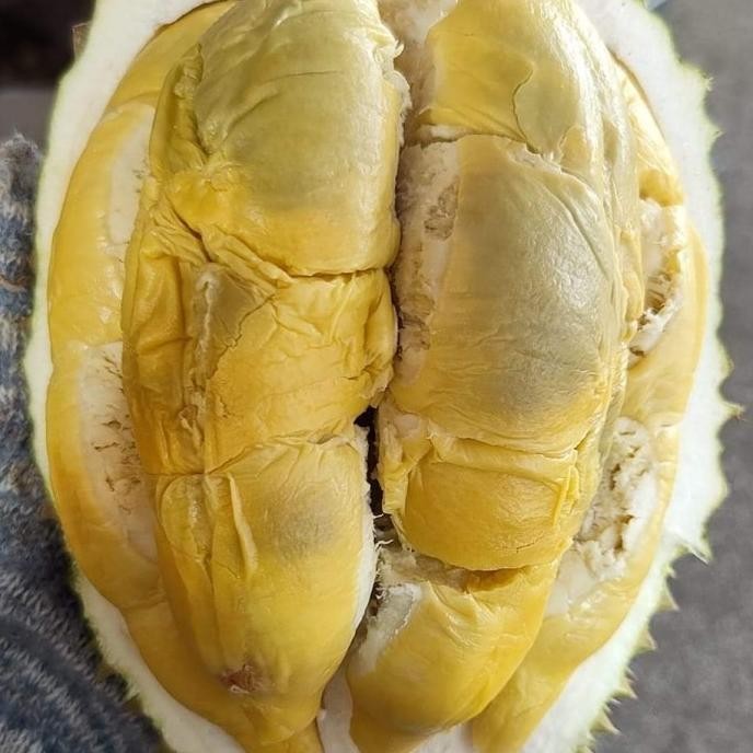 

Terlaris Bibit Durian Tupai King/Tupai 226 (D214) 40 Cm - 50 Cm Terbatas