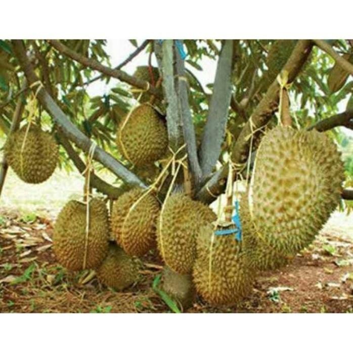 

Terlaris Bibit Durian Musangking Kaki 3 Okulasi Benih Pohon Tanaman Buah Best