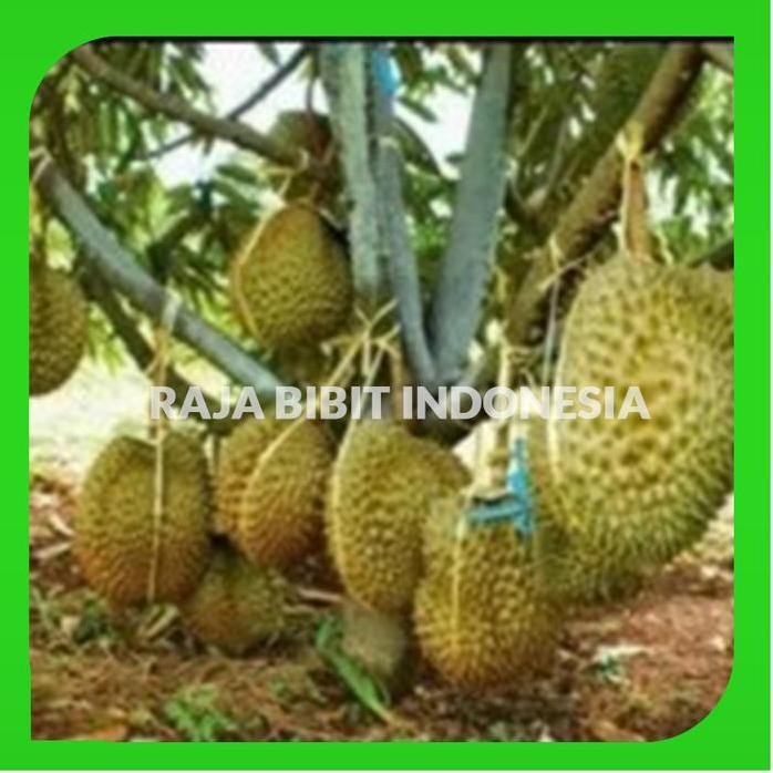 

Terlaris Bibit Durian Montong Coklat
