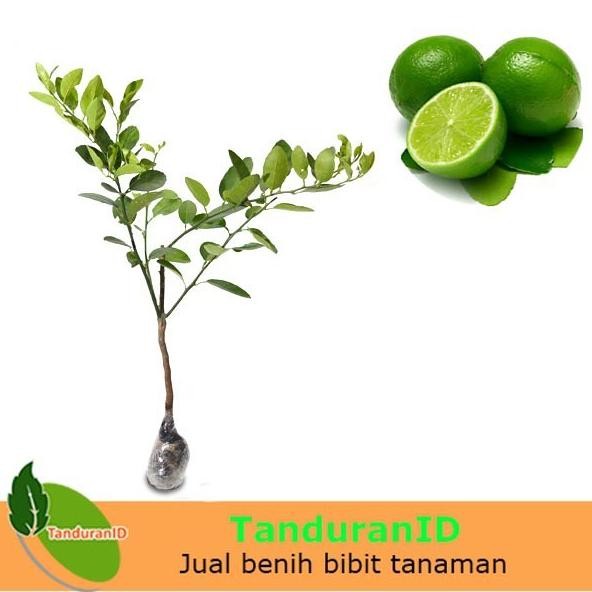

Terlaris Bibit Tanaman Buah Jeruk Nipis Biwydo 1691Gk