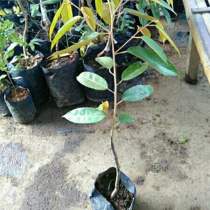 

Terlaris Bibit Durian Duri Hitam (Oche) Beli 2 Gratis 1
